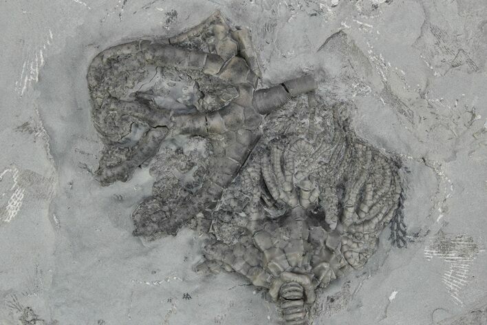 Fossil Crinoid Plate (Two Species) - Monroe County, Indiana #231980